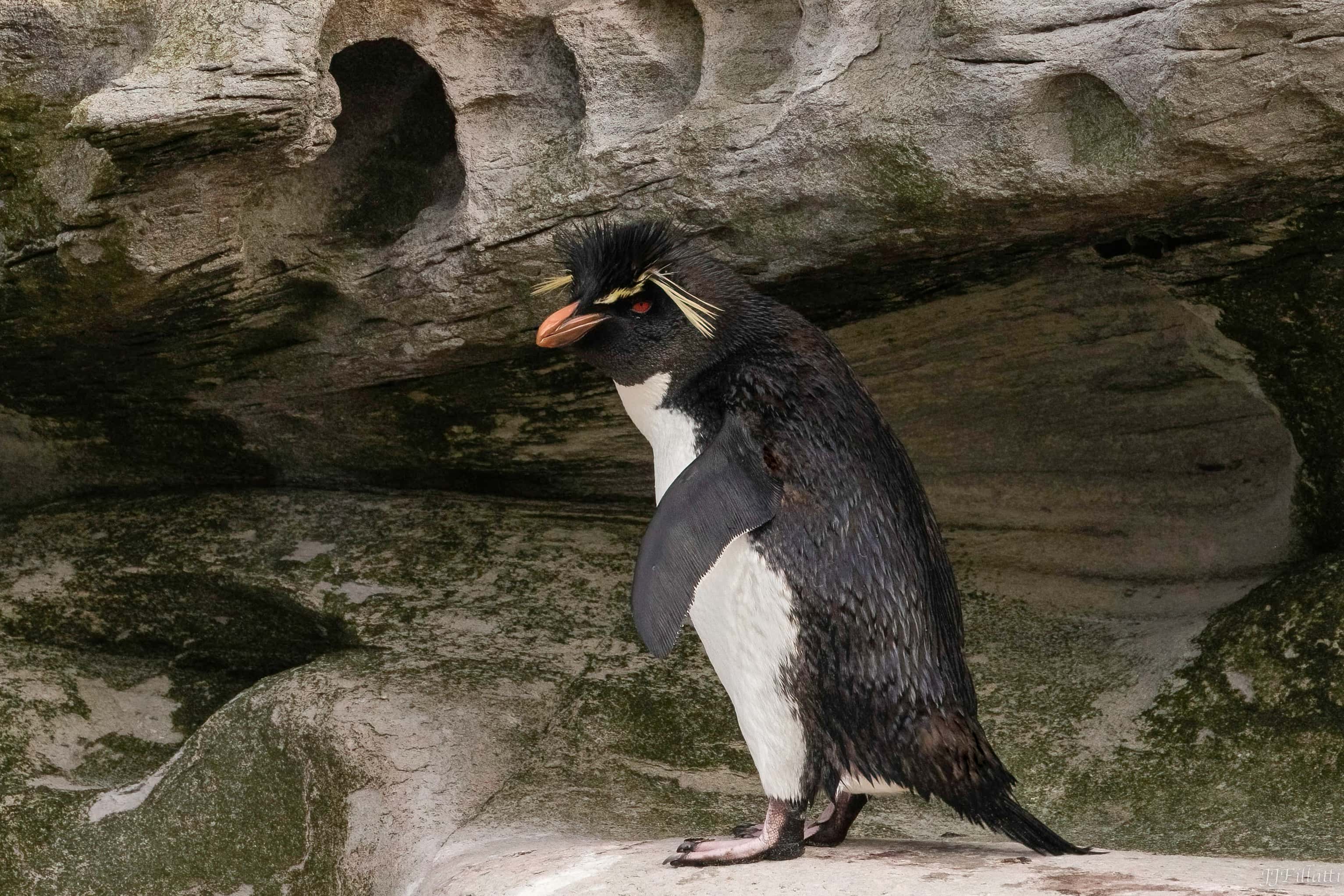 bird of the falklands image 43